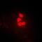 Yes Associated Protein 1 antibody, orb214986, Biorbyt, Immunofluorescence image 