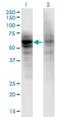 Dual serine/threonine and tyrosine protein kinase antibody, H00025778-M06, Novus Biologicals, Western Blot image 