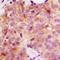 Cyclin G Associated Kinase antibody, GTX56098, GeneTex, Immunohistochemistry paraffin image 