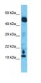 Chromosome 10 Open Reading Frame 55 antibody, orb326074, Biorbyt, Western Blot image 