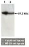 ADAMTS-like protein 2 antibody, TA353488L, Origene, Western Blot image 