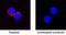 C-X-C Motif Chemokine Ligand 8 antibody, AF1608, R&D Systems, Immunofluorescence image 