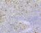 Ribonuclease A Family Member 3 antibody, NBP2-76905, Novus Biologicals, Immunohistochemistry frozen image 