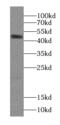 Synaptotagmin-4 antibody, FNab08430, FineTest, Western Blot image 