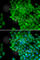 Melanoma-associated antigen 1 antibody, A5470, ABclonal Technology, Immunofluorescence image 
