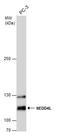 NEDD4 Like E3 Ubiquitin Protein Ligase antibody, GTX130730, GeneTex, Western Blot image 