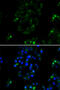 BOC Cell Adhesion Associated, Oncogene Regulated antibody, 14-993, ProSci, Immunofluorescence image 