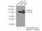 Rho Guanine Nucleotide Exchange Factor 7 antibody, 14092-1-AP, Proteintech Group, Immunoprecipitation image 
