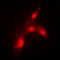Hdm2 antibody, LS-C354039, Lifespan Biosciences, Immunofluorescence image 
