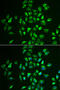 Ligand Of Numb-Protein X 1 antibody, STJ28564, St John