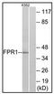 fMet-Leu-Phe receptor antibody, AP23634PU-N, Origene, Western Blot image 