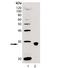 TNF Superfamily Member 13b antibody, ALX-804-128-C100, Enzo Life Sciences, Western Blot image 