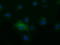 10-FTHFDH antibody, TA501855, Origene, Immunofluorescence image 