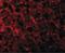 ANTXR Cell Adhesion Molecule 1 antibody, LS-C425, Lifespan Biosciences, Immunofluorescence image 