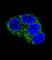 Ugt1 antibody, abx027703, Abbexa, Western Blot image 