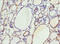 Selenoprotein P antibody, A57909-100, Epigentek, Immunohistochemistry paraffin image 