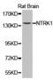 Neurotrophic Receptor Tyrosine Kinase 1 antibody, LS-C193063, Lifespan Biosciences, Western Blot image 