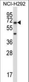 Podocalyxin Like 2 antibody, LS-C163832, Lifespan Biosciences, Western Blot image 