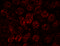 Ectoderm-neural cortex protein 1 antibody, 5693, ProSci, Immunofluorescence image 