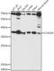 Methylosome subunit pICln antibody, 16-392, ProSci, Western Blot image 