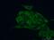 Stanniocalcin 2 antibody, 10314-1-AP, Proteintech Group, Immunofluorescence image 