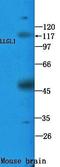 Lethal(2) giant larvae protein homolog 1 antibody, GTX16298, GeneTex, Western Blot image 