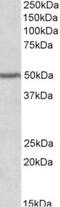 Paired Box 1 antibody, TA311353, Origene, Western Blot image 