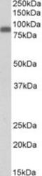 Zyxin antibody, LS-C108926, Lifespan Biosciences, Western Blot image 