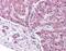 Peroxisome Proliferator Activated Receptor Alpha antibody, orb86465, Biorbyt, Immunohistochemistry paraffin image 
