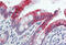 Keratin 20 antibody, MBS245614, MyBioSource, Immunohistochemistry frozen image 