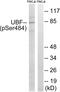 Upstream Binding Transcription Factor antibody, GTX55450, GeneTex, Western Blot image 