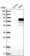 Proline Rich Mitotic Checkpoint Control Factor antibody, PA5-53993, Invitrogen Antibodies, Western Blot image 