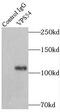 Vacuolar protein sorting-associated protein 54 antibody, FNab09449, FineTest, Immunoprecipitation image 