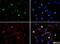 Histone Cluster 2 H3 Family Member D antibody, NB21-1343, Novus Biologicals, Immunofluorescence image 