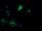 Fetal and adult testis-expressed transcript protein antibody, NBP2-45594, Novus Biologicals, Immunofluorescence image 