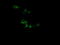 Ciliogenesis Associated TTC17 Interacting Protein antibody, LS-C174414, Lifespan Biosciences, Immunofluorescence image 
