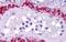 Lysophosphatidic Acid Receptor 1 antibody, GTX70797, GeneTex, Immunohistochemistry paraffin image 