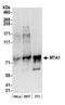 Metastasis Associated 1 antibody, A300-280A, Bethyl Labs, Western Blot image 