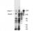 Zinc finger protein castor homolog 1 antibody, TA319343, Origene, Western Blot image 