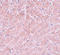 Autophagy-related protein 101 antibody, A07713, Boster Biological Technology, Immunohistochemistry paraffin image 