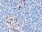 Helicard antibody, AHP2065, Bio-Rad (formerly AbD Serotec) , Enzyme Linked Immunosorbent Assay image 
