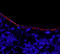 Laminin Subunit Alpha 1 antibody, MAB4656, R&D Systems, Western Blot image 