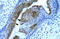 Histone Deacetylase 2 antibody, 27-648, ProSci, Immunohistochemistry frozen image 