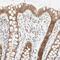 Protein phosphatase 1K, mitochondrial antibody, HPA023891, Atlas Antibodies, Immunohistochemistry frozen image 