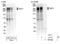 Mediator Of DNA Damage Checkpoint 1 antibody, NB100-397, Novus Biologicals, Western Blot image 