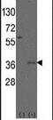 Msh Homeobox 2 antibody, PA5-12271, Invitrogen Antibodies, Western Blot image 