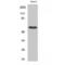 HsMAD2 antibody, LS-C386103, Lifespan Biosciences, Western Blot image 