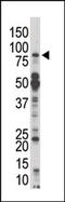 Dual specificity protein kinase TTK antibody, AP15062PU-N, Origene, Western Blot image 