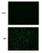 Japanese Encephalitis Virus NS2B  antibody, NBP2-42892, Novus Biologicals, Immunofluorescence image 