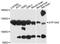 ATPase Cation Transporting 13A2 antibody, LS-C748147, Lifespan Biosciences, Western Blot image 